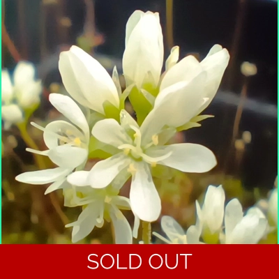 Drosera verrucata DTE, 10+ gemmae